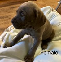 Blue Corso pups for sale