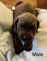 Blue Corso pups for sale