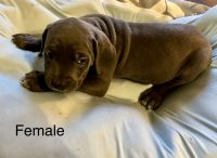 Blue Corso pups for sale