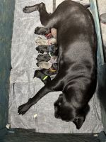 Cane Corso Puppies for sale in Weslaco, TX, USA. price: $2,500