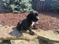 Cane Corso Puppies for sale in Grabill, IN 46741, USA. price: $700