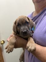 Cane Corso Puppies for sale in 624 Minton Hollow Rd, New Tazewell, TN 37825, USA. price: $1,000