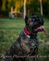 Cane Corso Puppies for sale in Ramseur, NC, USA. price: $3,000