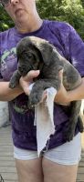 Cane Corso Puppies for sale in 624 Minton Hollow Rd, New Tazewell, TN 37825, USA. price: $1,000