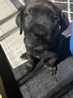 Cane Corso Puppies