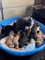 Cane Corso Puppies for sale in Wilmore, KY 40390, USA. price: $1,000