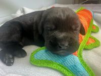 Cane Corso Puppies for sale in Davenport, IA, USA. price: $3,500
