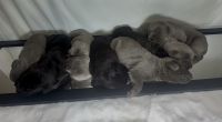 Cane Corso puppies