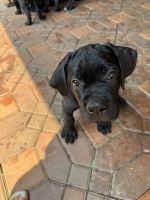 Cane Corso Puppies for sale in Northridge, Los Angeles, CA, USA. price: $2,000