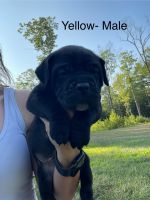 Cane Corso Puppies for sale in Cornish, ME 04020, USA. price: $1,500