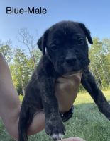 Cane Corso Puppies