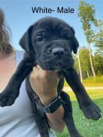 Cane Corso Puppies