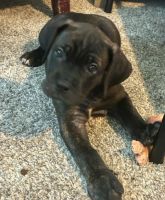 Cane Corso Puppies for sale in St Peters, MO, USA. price: $2,000