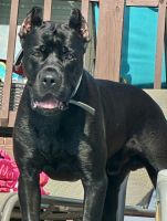 Cane Corso Puppies for sale in St Peters, MO, USA. price: $2,000
