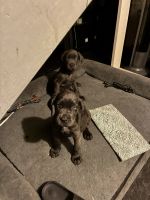 Full breed Cane corso