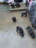 Full breed Cane corso