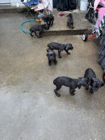 Full breed Cane corso