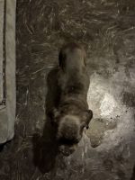 *** Tex or callcall if ur interested full breed came cane corso