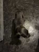 Cane Corso Puppies for sale in Baltimore, MD, USA. price: $1,000