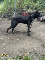 Cane Corso Puppies for sale in Cleveland, OH, USA. price: $500