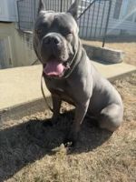 Cane Corso Puppies for sale in Bowie, MD 20716, USA. price: $700