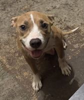 Cane Corso Puppies for sale in Greensburg, PA 15601, USA. price: $650