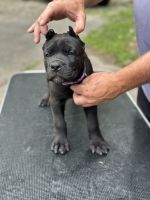 Cane Corso Puppies for sale in Huntington, IN 46750, USA. price: $3,200