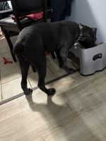 5 Month Old Cane Corso