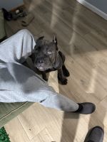 5 Month Old Cane Corso