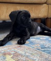 Cane corso puppies!