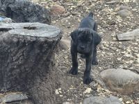 Cane corso puppies!
