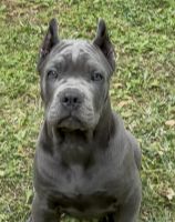 Cane Corso Male 3 month old puppy AKC Champion bloodline