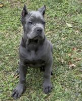 Cane Corso Male 3 month old puppy AKC Champion bloodline