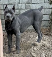 Cane Corso Puppies for sale in Northridge, Los Angeles, CA, USA. price: $2,500