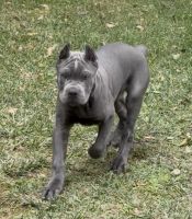 Cane Corso Male 3 month old puppy AKC Champion bloodline