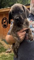 Cane Corso Puppies for sale in Pikeville, KY 41501, USA. price: NA