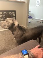 Donna, pitbull/cane corso sweetheart