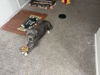 Donna, pitbull/cane corso sweetheart