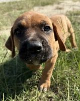 7 Cane Croso/pit-chocolate lab mix