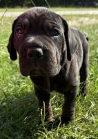 7 Cane Croso/pit-chocolate lab mix
