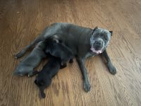Cane Corso Puppies for sale in La Vergne, TN 37086, USA. price: $2,500