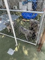 Cane Corso Puppies for sale in Modesto, CA, USA. price: $700