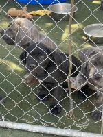 Full blooded cane corso