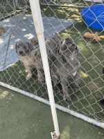 Full blooded cane corso