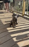 Cane Corso Puppies for sale in New Tazewell, TN, USA. price: $1,000