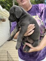 Cane Corso Puppies for sale in New Tazewell, TN, USA. price: $1,000