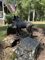 Cane Corso Puppies for sale in 305 N Fayette Dr, Fayetteville, GA 30214, USA. price: $100