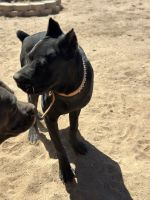 Cane Corso Puppies for sale in Hesperia, CA 92345, USA. price: $400