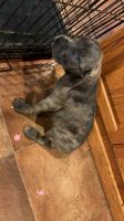Cane Corso Puppies for sale in Lincoln, NE, USA. price: $800