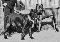 Full Blooded Cane Corso Puppies !!Champion Bloodline
